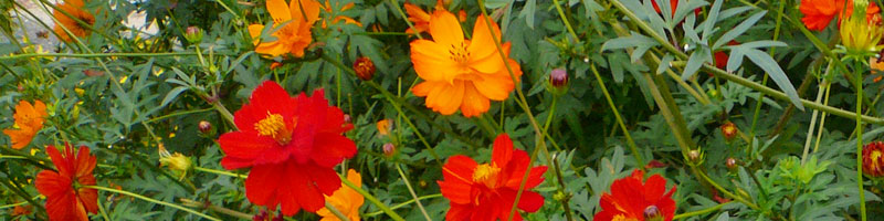 �v���C�o�V�[�|���V�[