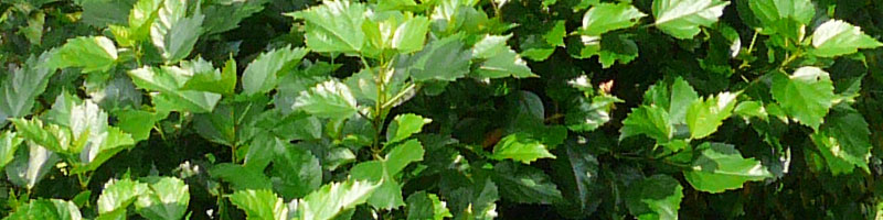 �����N�C���[�W