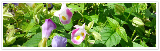 �~�}�@�C���[�W