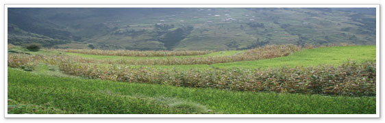 �����N�C���[�W