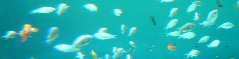 �T�C�g�}�b�v